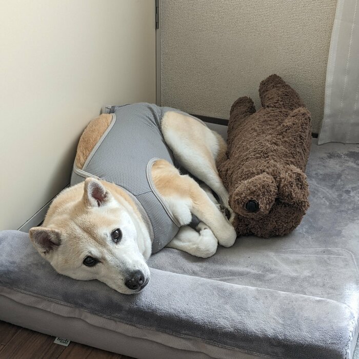 ふーちゃんさん確認用 【公式通販】