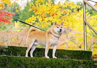 犬と秋の高野山。季節が変化しても、変わらないありがたさ