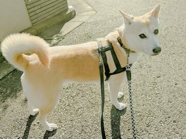 犬の散歩にうしろめたさも。コロナ禍で心がけている工夫＜保護犬マンガ＞