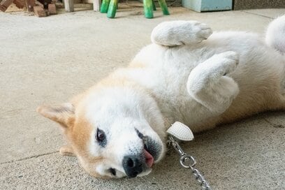 犬と出会って10年。今でも変わらない「お留守番」のルール