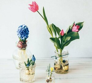 今大注目の「バルバスプランツ」って？フォルムがおしゃれで栽培も簡単