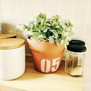 シンプルな植木鉢をグレードアップさせる!