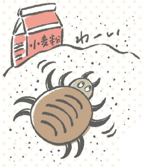 小麦粉に群がるダニ