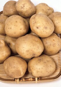 ジャガイモ