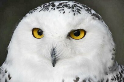 シロフクロウは寒くても平気！動物たちの冬支度