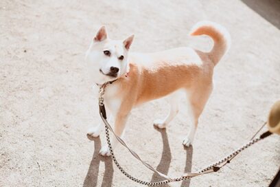 【保護犬マンガ】寝ている夫に犬パンチ！ごはんのおねだりが強烈すぎる！？