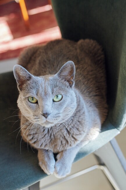 先住ネコのポコ