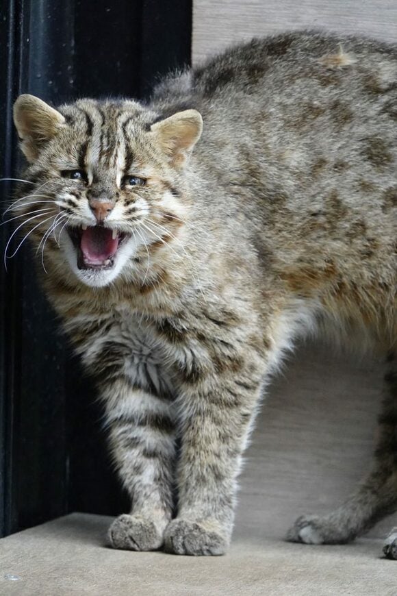 ツシマヤマネコ