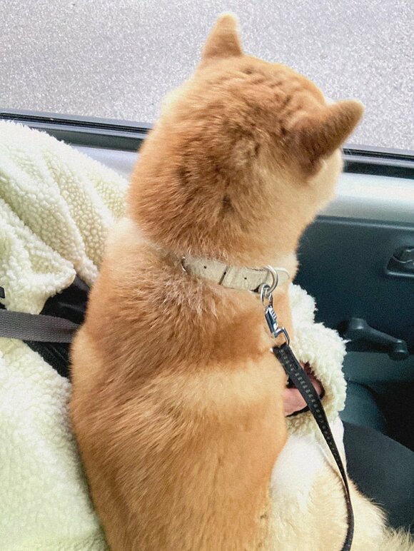 助手席の犬後ろ姿