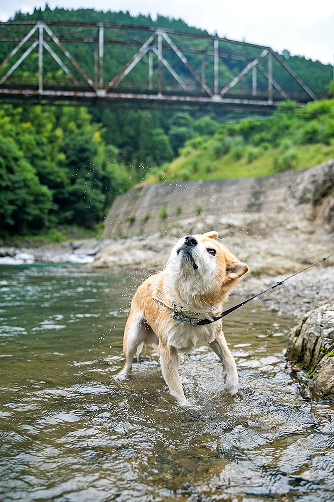水を振り払う犬