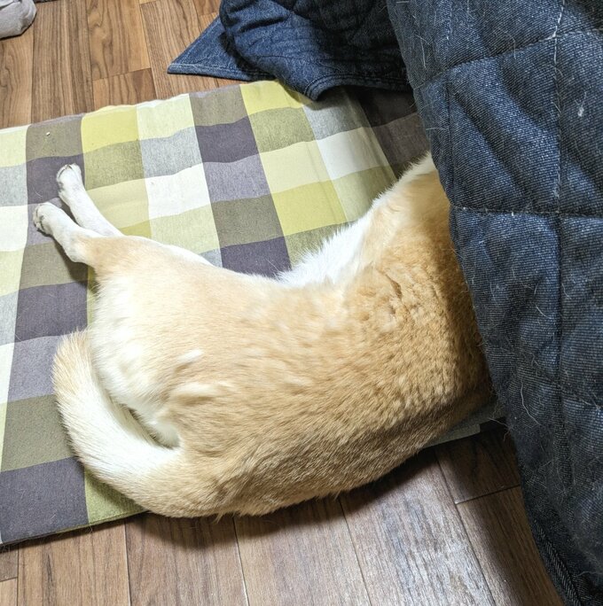 ふうちゃん