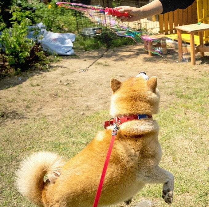 シャボン玉と遊ぶ犬