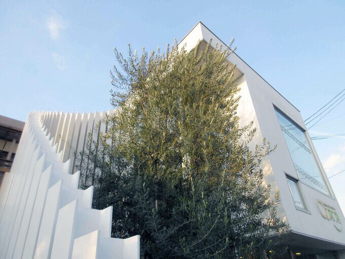 成長したオリーブの木