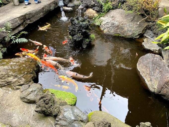 池にコイ