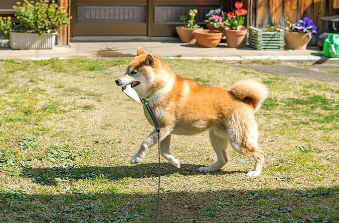 じょうろのさきをくわえて歩く犬