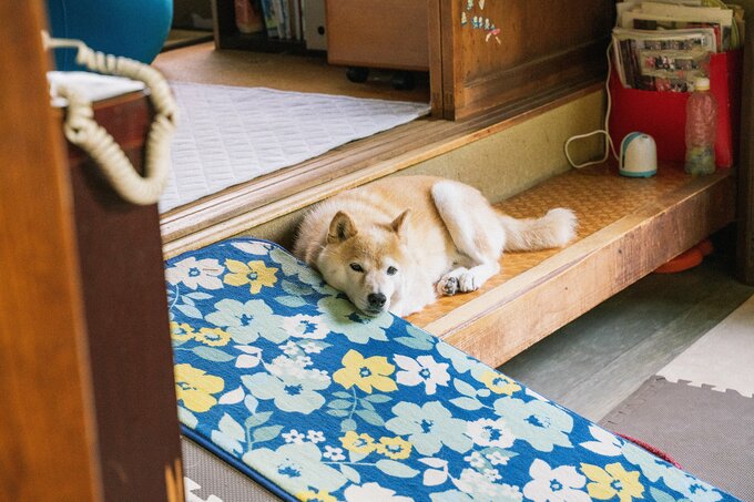 土間に寝そべる柴犬