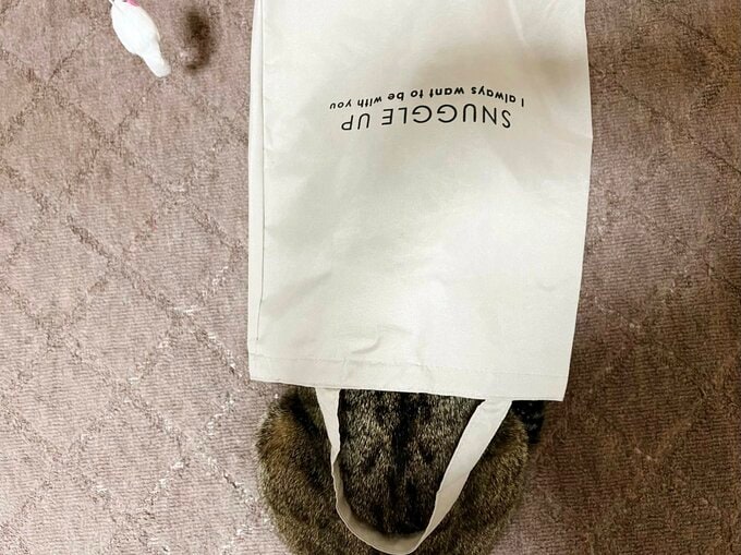 袋に入った猫