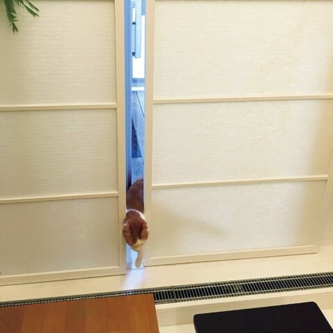 ネコとの暮らしお悩み相談：爪とぎ、部屋への侵入、ストレスu2026防ぐ方法 