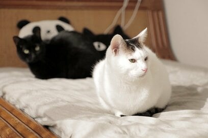 【戸建てリノベ事例】猫9匹の安全と快適さを「縦格子の引き戸」によって実現した家