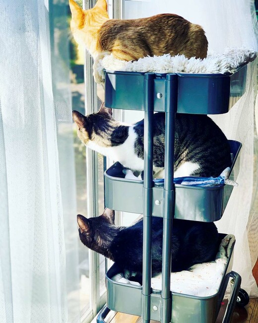 IKEAのワゴンにきれいに収まる3匹