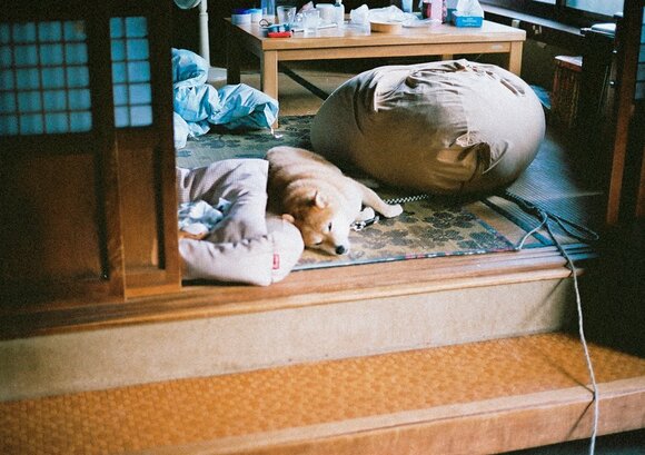 散歩から帰ってきてひと休み