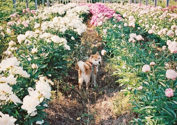 犬の魅力がたっぷり！inubotの世界