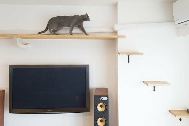 仕事から帰ったら「猫が居た」!? 気ままなロシアンブルーと暮らす家