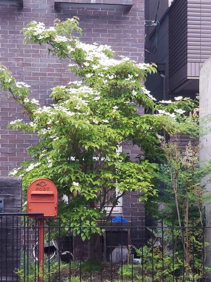花をつけたヤマボウシ