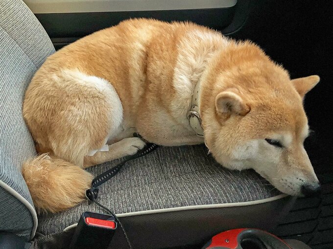 助手席の犬寝る