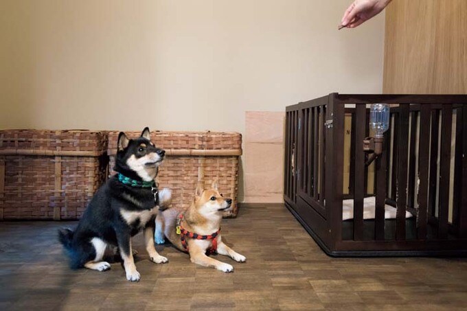 寝室の向かい側の個室はペット部屋に