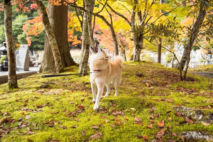 秋を感じる犬
