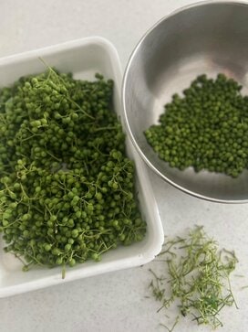 旬の「実山椒」はしょうゆ漬けに。いろいろな料理に使えて長期保存もOK