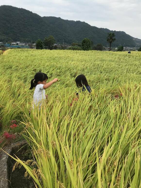 稲の中に子どもたちの頭が出たり引っ込んだりしている様子