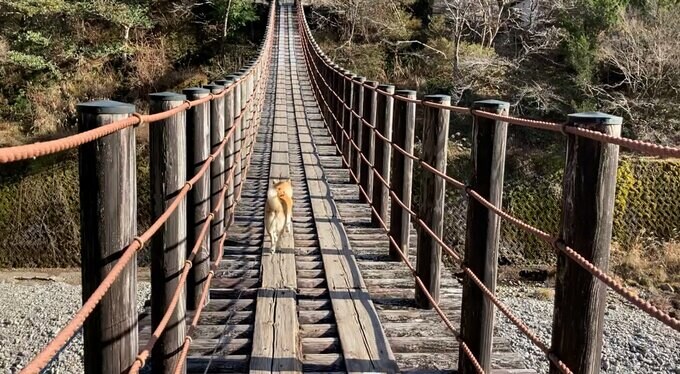 犬と吊り橋