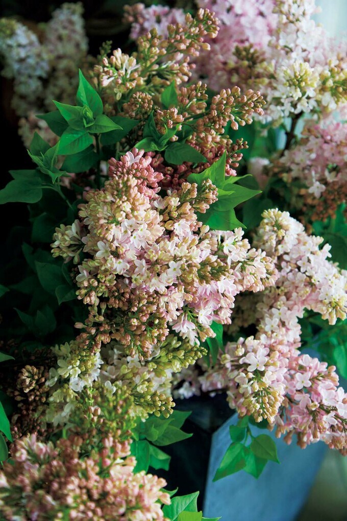 小花の房咲きが華やかなライラック