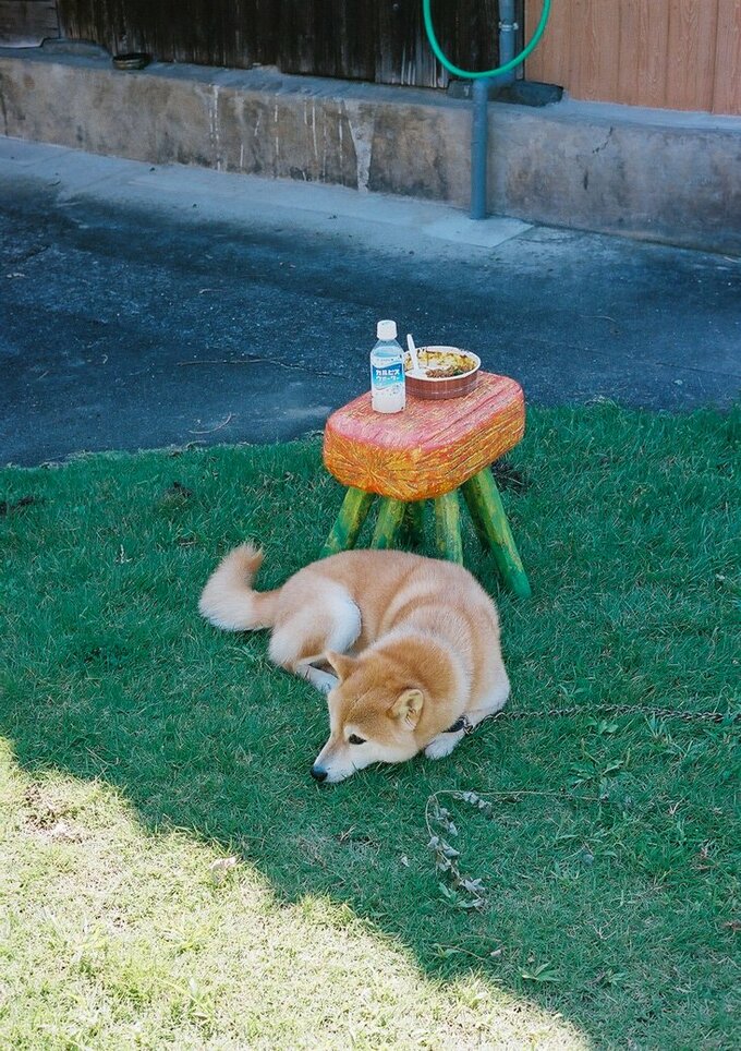 セブンのカレーとカルピスと犬