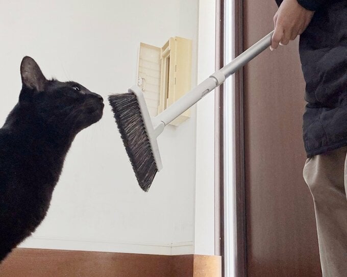 飼い猫と阪口さん