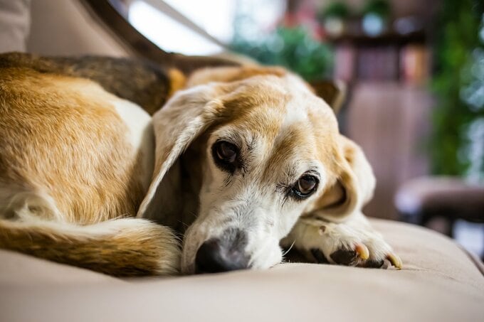 ビーグル犬のイメージ