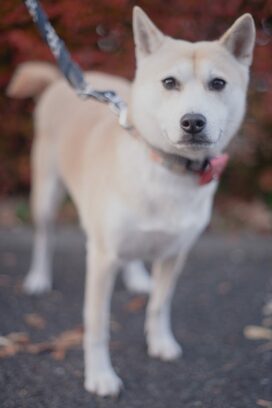 【保護犬マンガ】空気を読んでけなげに待つ姿にホロリ。わたし、もっと優しくなるね
