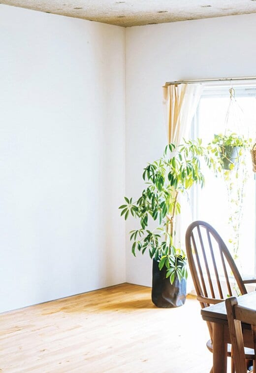 窓辺に置かれた観葉植物