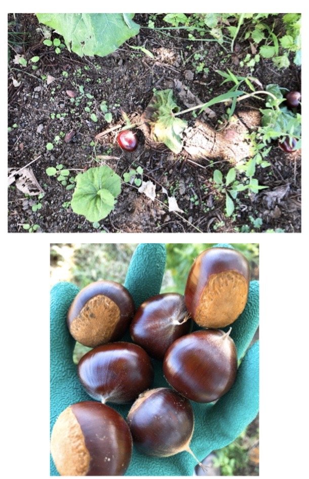 拾う作業がメイン