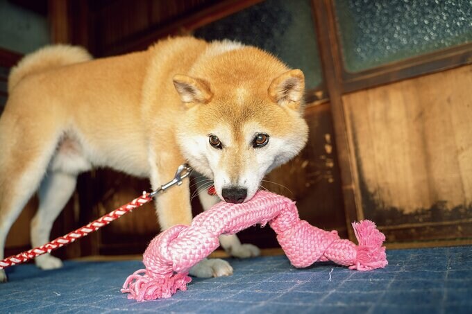 おもちゃと犬