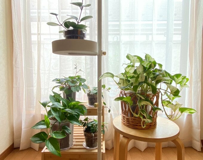 カーテン越しの場所で育てている観葉植物