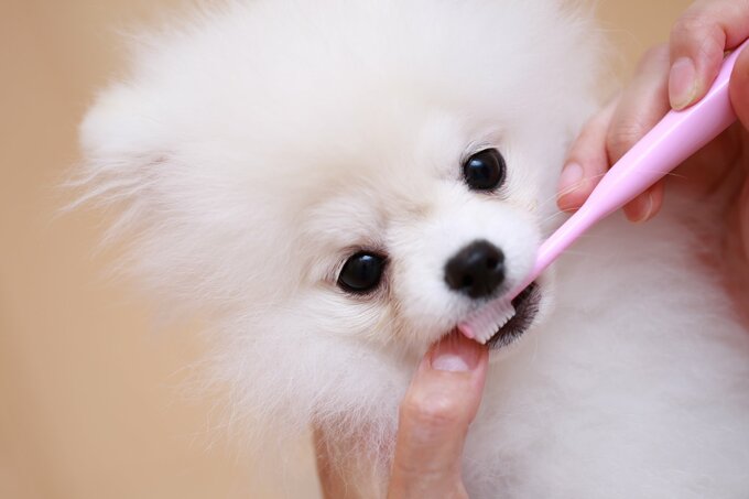 犬の歯磨き