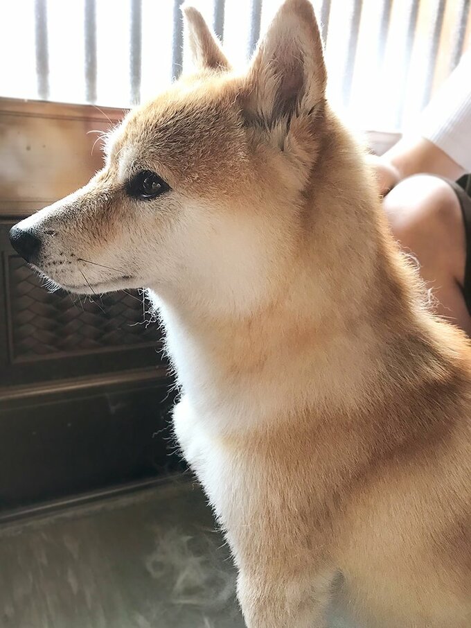 毛艶がよりよくなった