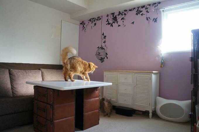 テーブルにネコ