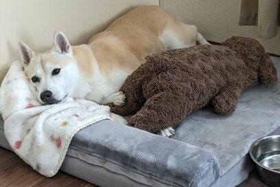 寒い日のわんこと毛布。イヤがっていたはずが…無防備な寝姿に胸キュン