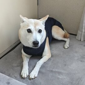 わんこの気になる「おもらし」事情。原因が分からなかった意外な理由とは？