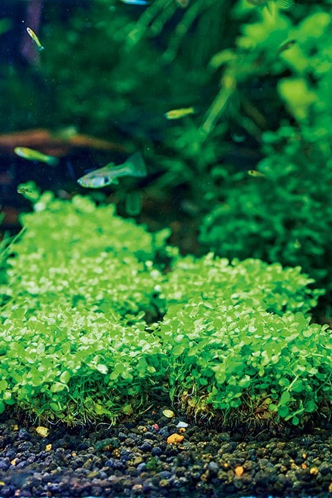 侘び草のひとつ、ニューラージパールグラス