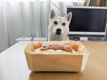 わんこも人も食べられるオーダーケーキ。ふうちゃんもペロリ＜保護犬マンガ＞